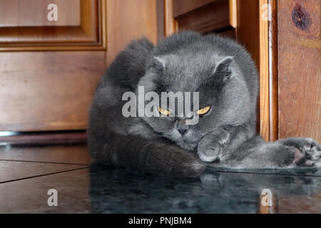 Funny cute couleur smoky Scottish Fold chat posant sur le sol dans la maison de campagne Banque D'Images