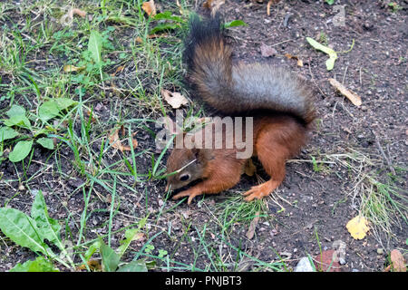 Mignon écureuil rouge avec queue noire moelleux à la recherche de nourriture et de faire des blancs dans la forêt Banque D'Images