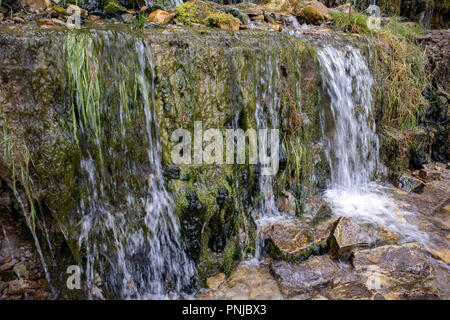 Forêt froide millénaire de ruisseaux, de petites cascades sur les roches avec mousse glissante Banque D'Images