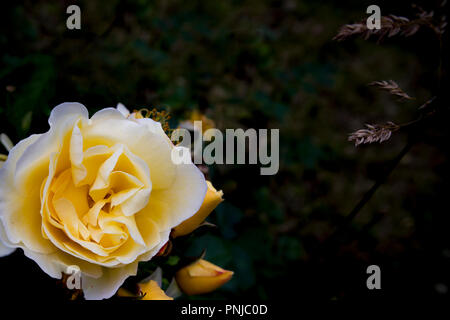 De plus en plus roses thé sur le lit de fleur, belle avec de l'espace floral background text Banque D'Images