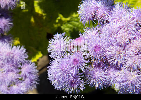 Belle Rose bush luxuriant de l'Ageratum houstonianum poussant dans le jardin Banque D'Images