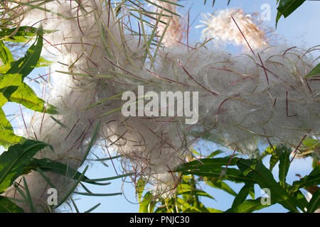 Willow-herb mature fluffy infloresences avec pods et laisse libre, vue du bas contre le ciel bleu Banque D'Images