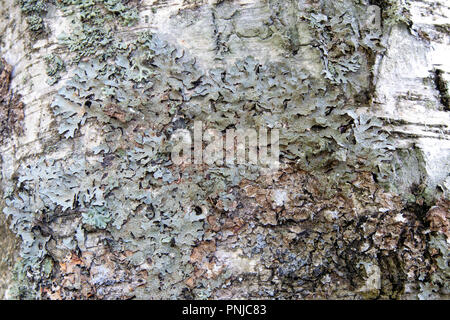 Écorce de bouleau miteux recouvert de lichen gris fond naturel, vieux tronc live Banque D'Images