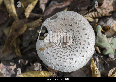 Inconnu dans la forêt polonaise de champignons Banque D'Images
