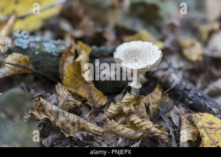 Inconnu dans la forêt polonaise de champignons Banque D'Images