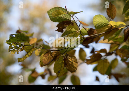 Feuilles d'automne colorées ; automne polonais doré ; Gros plan horizontal de feuilles de hêtre changeant de couleur en automne ; Banque D'Images