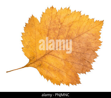 Des feuilles d'automne jaune tombé séché de l'aubépine arbre coupé sur fond blanc Banque D'Images