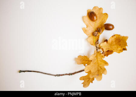 Branche de chêne avec des glands et des feuilles d'automne sur fond blanc, copie, espace concept d'automne Banque D'Images