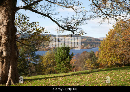 Scène d'automne avec des feuilles de couleur cuivre surplombant le Loch Lomond, Argyll, Scotland Banque D'Images