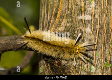 Houppes bagués (Halysidota tessellaris Caterpillar) Banque D'Images