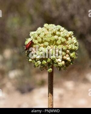 Des bogues dans les plantes Banque D'Images