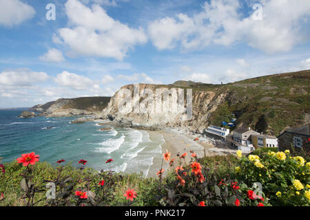 Trevaunance Cove, près de St Agnes, Cornwall, UK, septembre, plage de surf vu de falaise, chemin des fleurs de jardin en premier plan. Banque D'Images