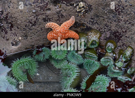 Marée basse extérieure avec des anémones de mer et des étoiles de mer sur plage sur la péninsule Olympique, Washington, USA Banque D'Images