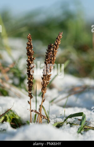 Trois belles tiges d'herbe dans des chaumes d'un matin froid de neige de l'hiver avec un fond vert Banque D'Images