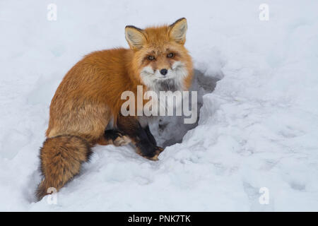 Le renard roux se préparer pour la saison d'accouplement Banque D'Images