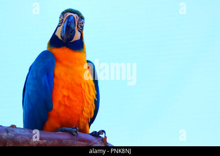 Parrot dans le Parque des Eav dans Foz do Iguacu (Brésil) Banque D'Images