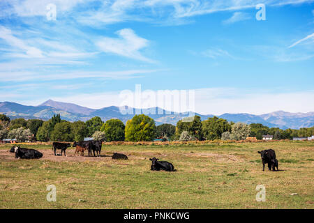 Black Angus ; Aberdeen Angus ; vaches des pâturages en veau avec Banque D'Images