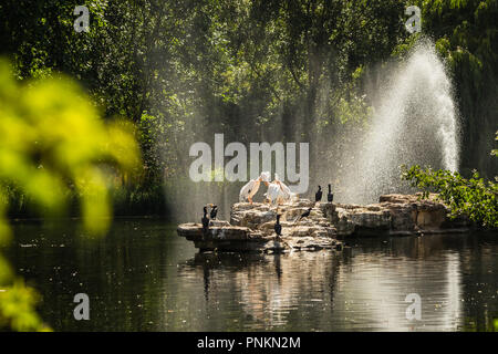 Londres, UK - 9 juillet. 2018 - Des pélicans à St James's Park Banque D'Images