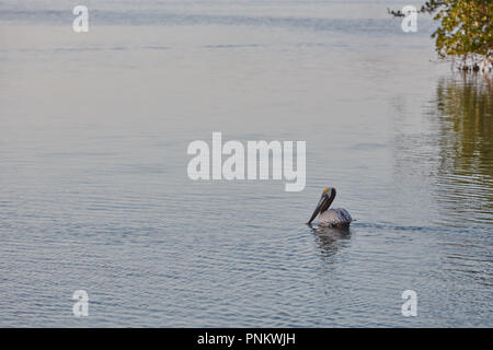 Un pélican brun sur la rivière Indian près de Melbourne Beach, Floride Banque D'Images