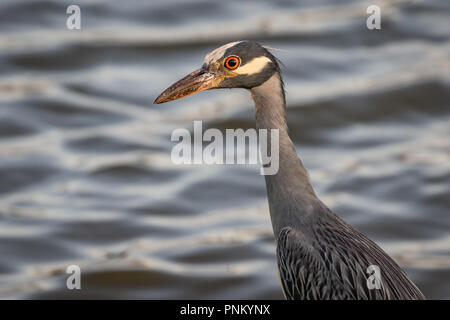 Bihoreau gris-jaune (Nyctanassa violacea) la pêche sur un lac Banque D'Images