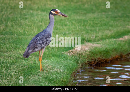 Bihoreau gris-jaune (Nyctanassa violacea) la pêche sur un lac Banque D'Images