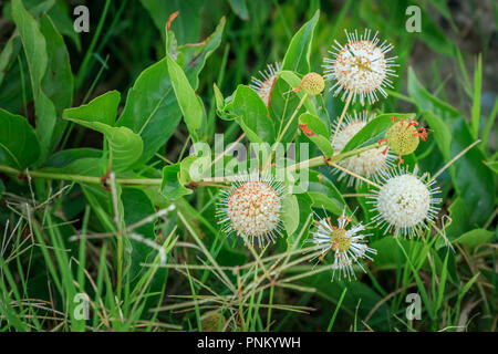 Céphalanthe occidental (Cephalanthus occidentalis) poussent à l'état sauvage à proximité d'un lac. Banque D'Images