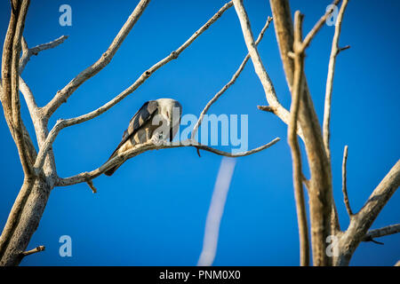 Milan du Mississippi (Ictinia mississippiensis) perché sur une branche Banque D'Images