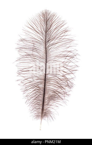 Plumes d'autruche gris. Studio Photo Banque D'Images