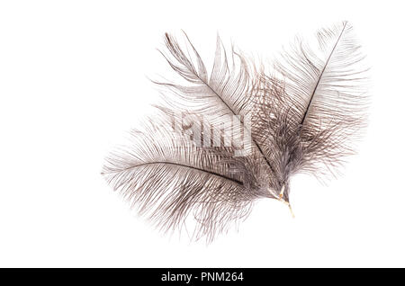 Plumes d'autruche gris. Studio Photo Banque D'Images