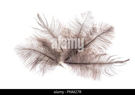 Plumes d'autruche gris. Studio Photo Banque D'Images