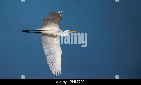 Grande Aigrette (Casmerodius albus) vol dans les marais d'Hjalstayviken Banque D'Images