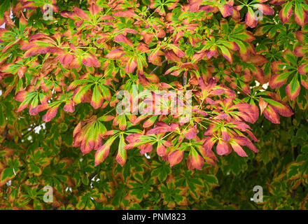 Le marronnier Feuilles à l'automne. Aesculus hippocastanum Banque D'Images