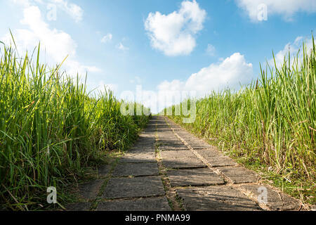 Sentier de randonnée, chemin pavé dans l'herbe, Campuhan Ridge à pied, Bukit Campuhan, colline sacrée du Tjampuhan, Ubud, Bali, Indonésie Banque D'Images