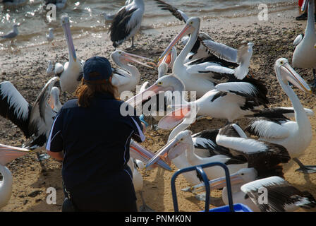 Pélican nourrissant chaque jour sur la plage à côté de la jetée, le San Remo, Phillip Island, Victoria. Banque D'Images