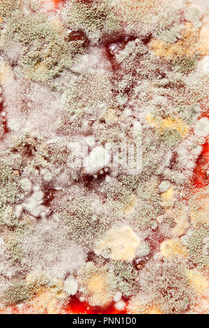 La moisissure sur la confiture de fraise (confiture moisie, confiture moisie, aliments moisis, aliments moisis) close up macro - USA Banque D'Images