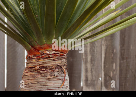 Tall palm succulentes lignes horizontales sur le tronc, les feuilles vert à un angle de plus en plus vertical et barrière de lattes de bois en arrière-plan horizontal Banque D'Images