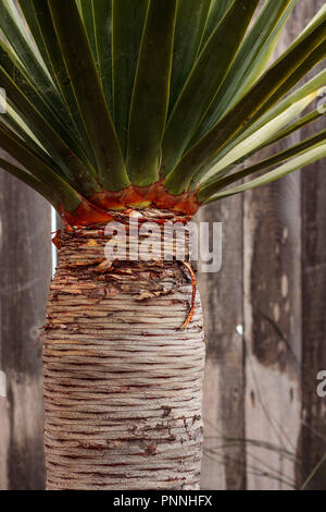 Tall palm succulentes lignes horizontales sur le tronc, les feuilles vert à un angle de plus en plus vertical et barrière de lattes de bois en arrière-plan, format vertical Banque D'Images