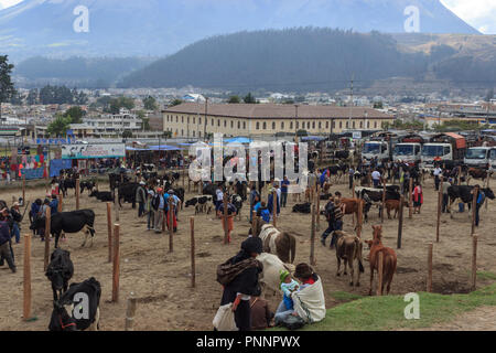 Le marché des animaux à Otavalo, Equateur Banque D'Images