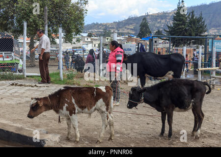 Le marché des animaux à Otavalo, Equateur Banque D'Images