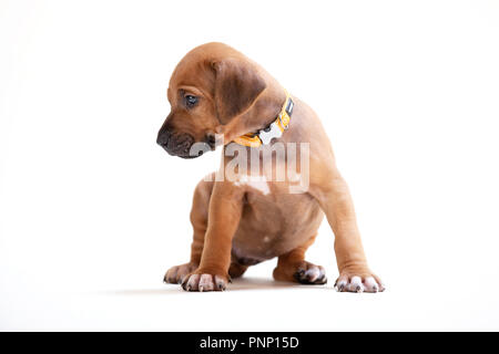 Un Rhodesian Ridgeback puppy Banque D'Images