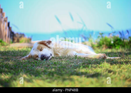 Les chiens bien dormir dans la nature. Banque D'Images