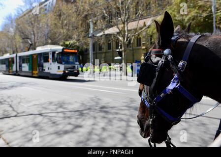 Chevaux dans une ville, Melbourne, VIC, Australie Banque D'Images