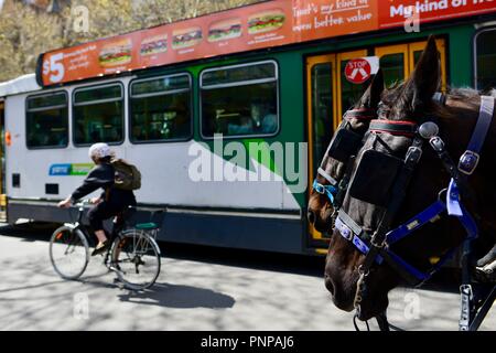 Chevaux dans une ville, Melbourne, VIC, Australie Banque D'Images