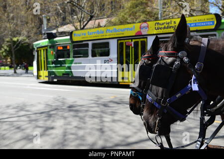 Chevaux dans une ville, Melbourne, VIC, Australie Banque D'Images