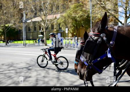 Chevaux dans une ville, Melbourne, VIC, Australie Banque D'Images