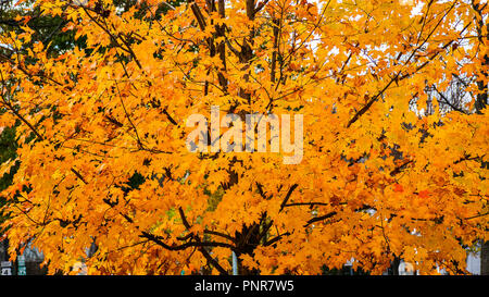 Arbre d'érable en automne éblouit Banque D'Images