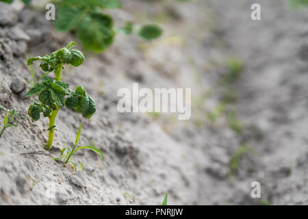 Jeune pomme de terre sur la couverture du sol. Close-up de l'usine. Les pousses vertes de jeunes plants de pommes de terre de l'argile de germination au printemps. Banque D'Images