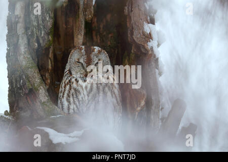 Tawny Owl (Strix Aluco enr), de l'imbrication et de repos le trou. L'Europe Banque D'Images