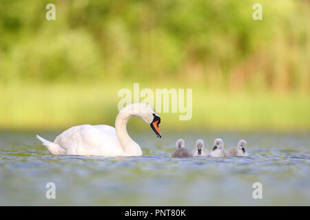 Mute Swan (Cygnus olor) une famille et plusieurs adultes cygnets natation dans l'eau à la fin du printemps Banque D'Images