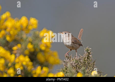 Le Troglodyte mignon Troglodytes troglodytes en chanson sur heath North Norfolk printemps Banque D'Images